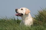 LABRADOR 1200